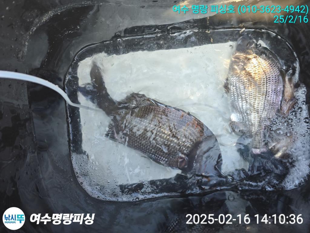 낚시뚜,감성돔,국동항,여수명랑피싱,낚시뚜3