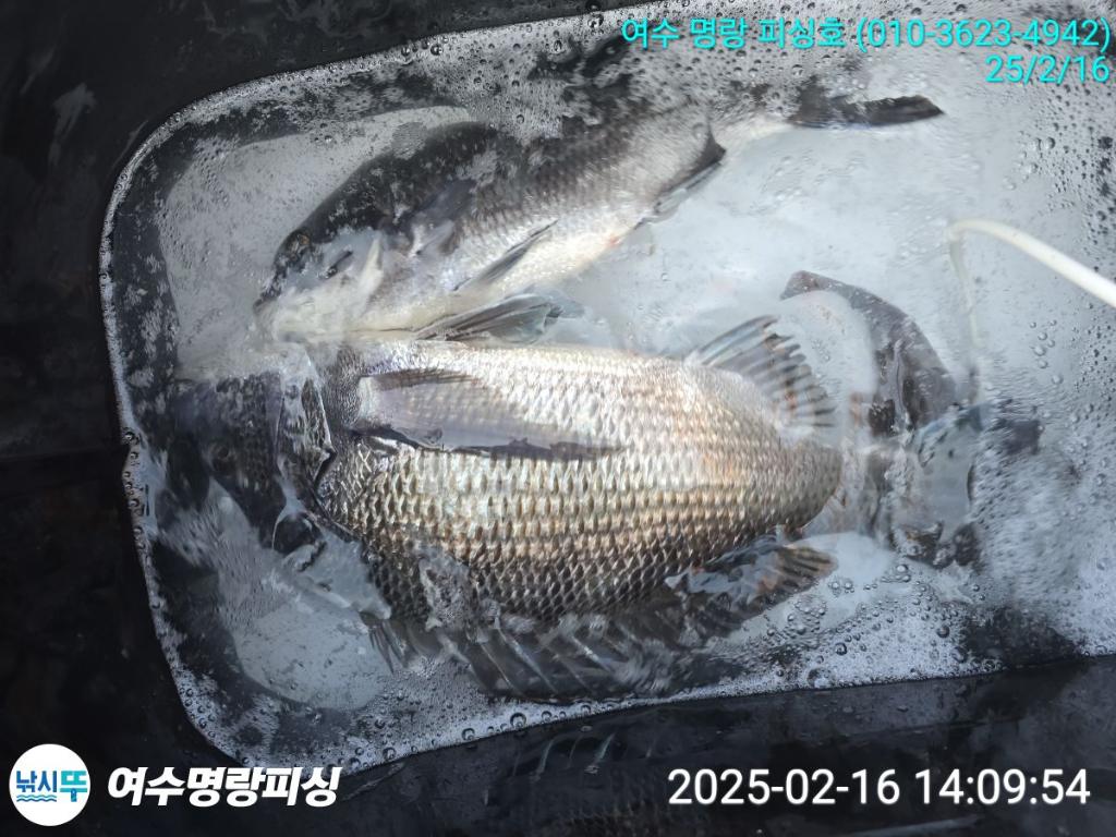 낚시뚜,감성돔,국동항,여수명랑피싱,낚시뚜2