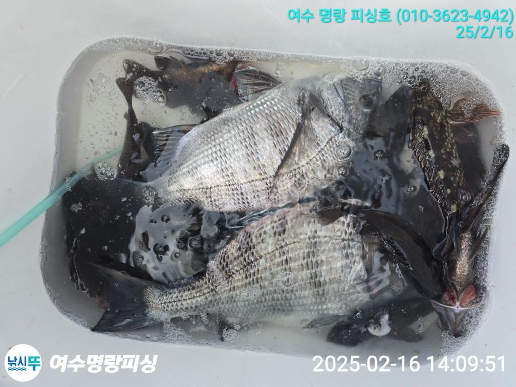 낚시뚜,감성돔,국동항,여수명랑피싱,낚시뚜1