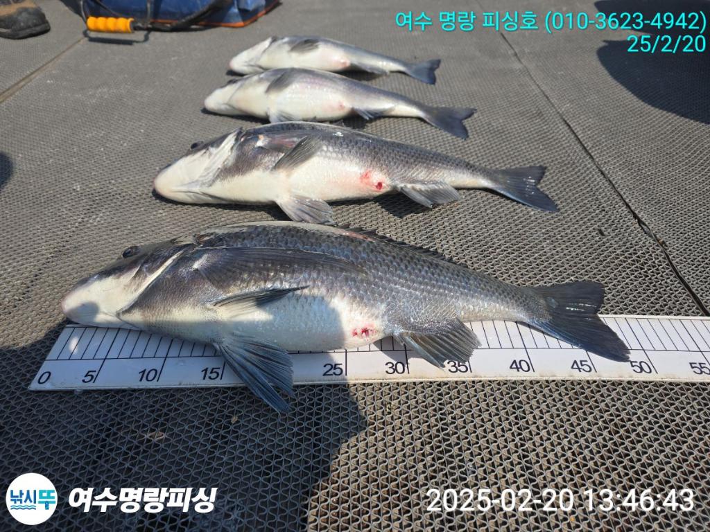 낚시뚜,감성돔,국동항,여수명랑피싱,낚시뚜6