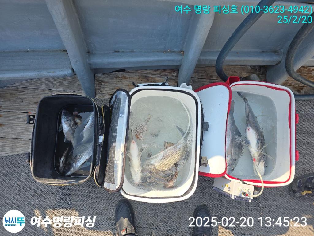 낚시뚜,감성돔,국동항,여수명랑피싱,낚시뚜5