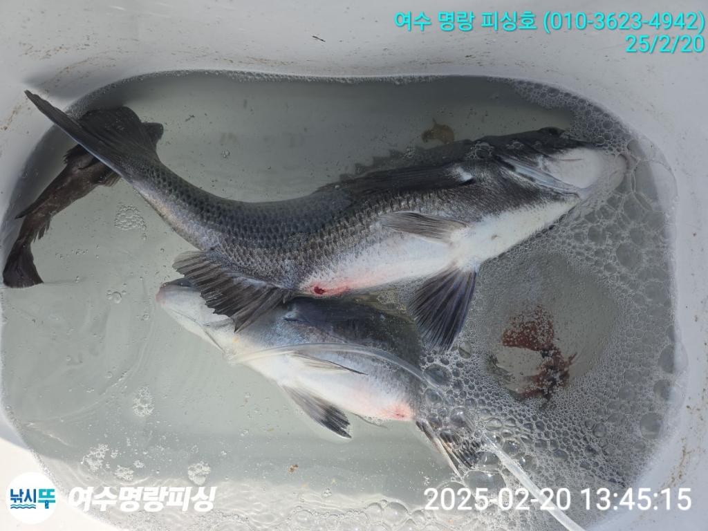 낚시뚜,감성돔,국동항,여수명랑피싱,낚시뚜2