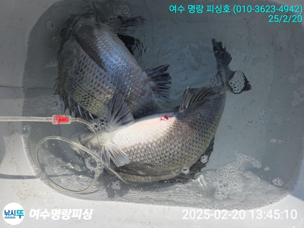 낚시뚜,감성돔,국동항,여수명랑피싱,낚시뚜1