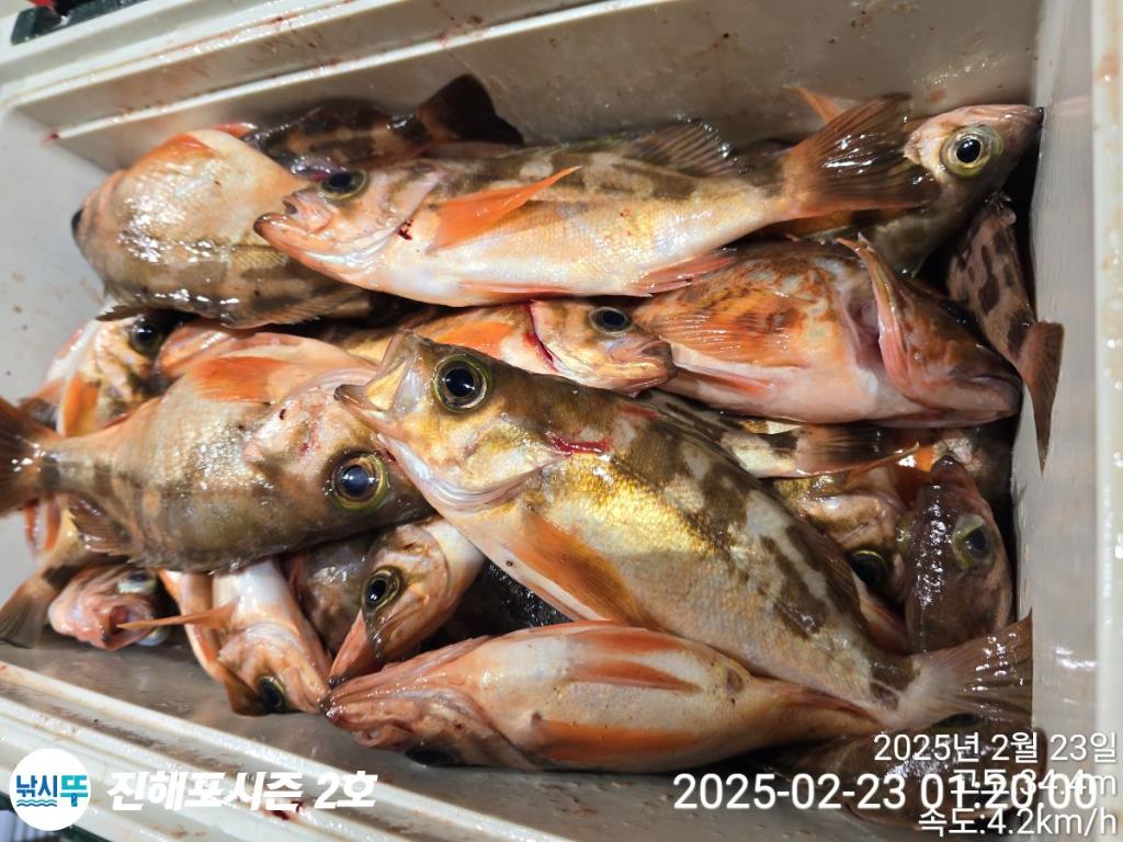 낚시뚜,볼락,열기,진해행암항,진해포시즌 2호,낚시뚜16