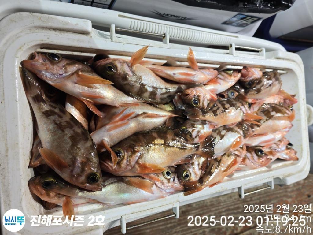 낚시뚜,볼락,열기,진해행암항,진해포시즌 2호,낚시뚜15