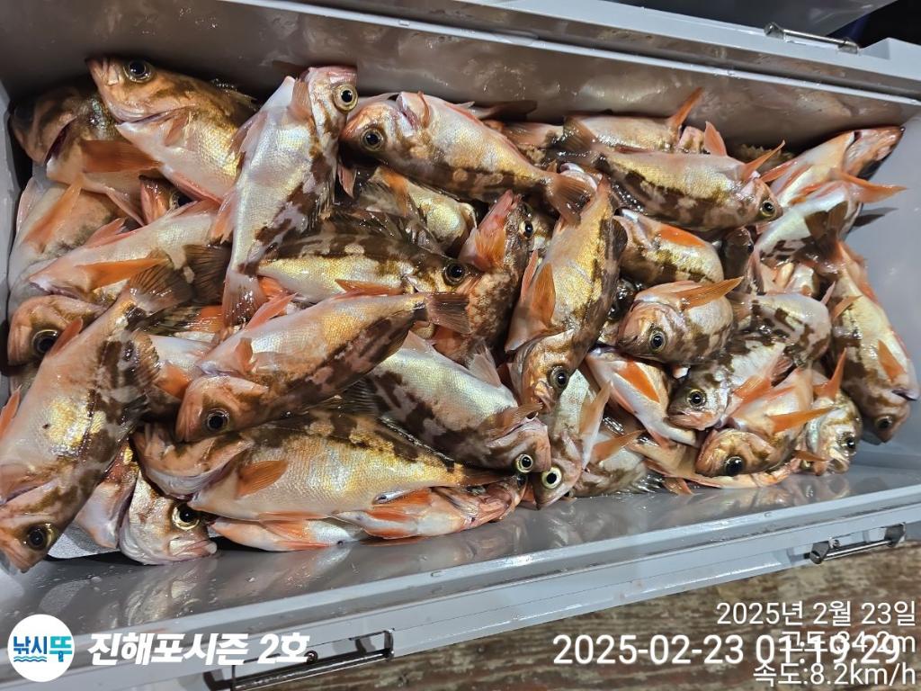 낚시뚜,볼락,열기,진해행암항,진해포시즌 2호,낚시뚜14