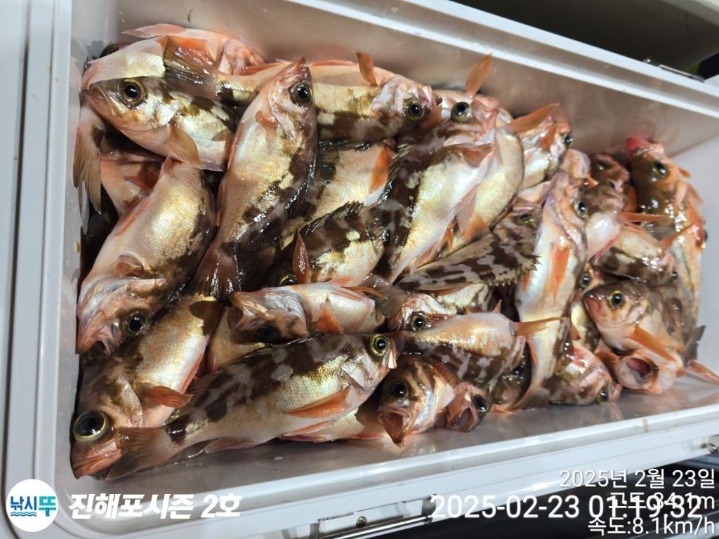 낚시뚜,볼락,열기,진해행암항,진해포시즌 2호,낚시뚜13