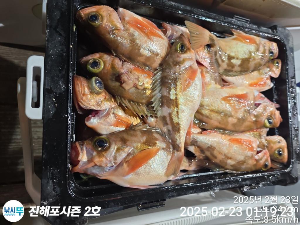 낚시뚜,볼락,열기,진해행암항,진해포시즌 2호,낚시뚜12