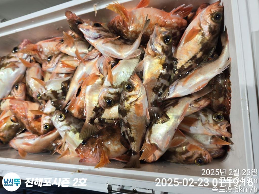 낚시뚜,볼락,열기,진해행암항,진해포시즌 2호,낚시뚜11