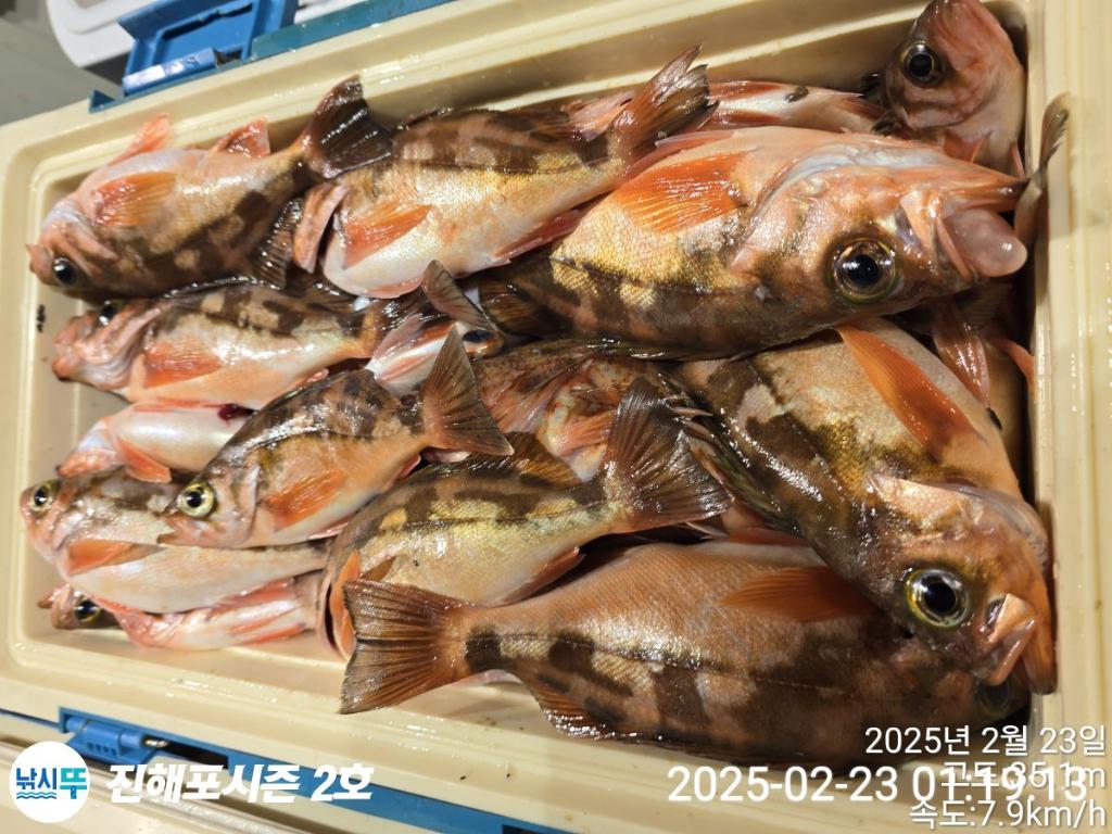낚시뚜,볼락,열기,진해행암항,진해포시즌 2호,낚시뚜10