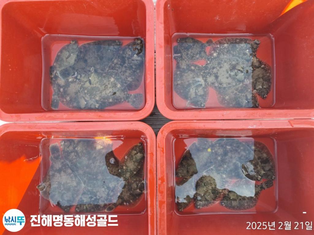 감성돔,도다리, 진해 명동해성골드, 낚시뚜