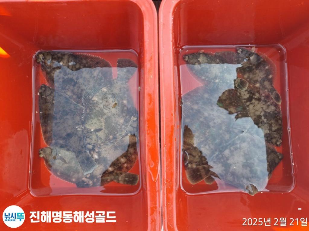 감성돔,도다리, 진해 명동해성골드, 낚시뚜