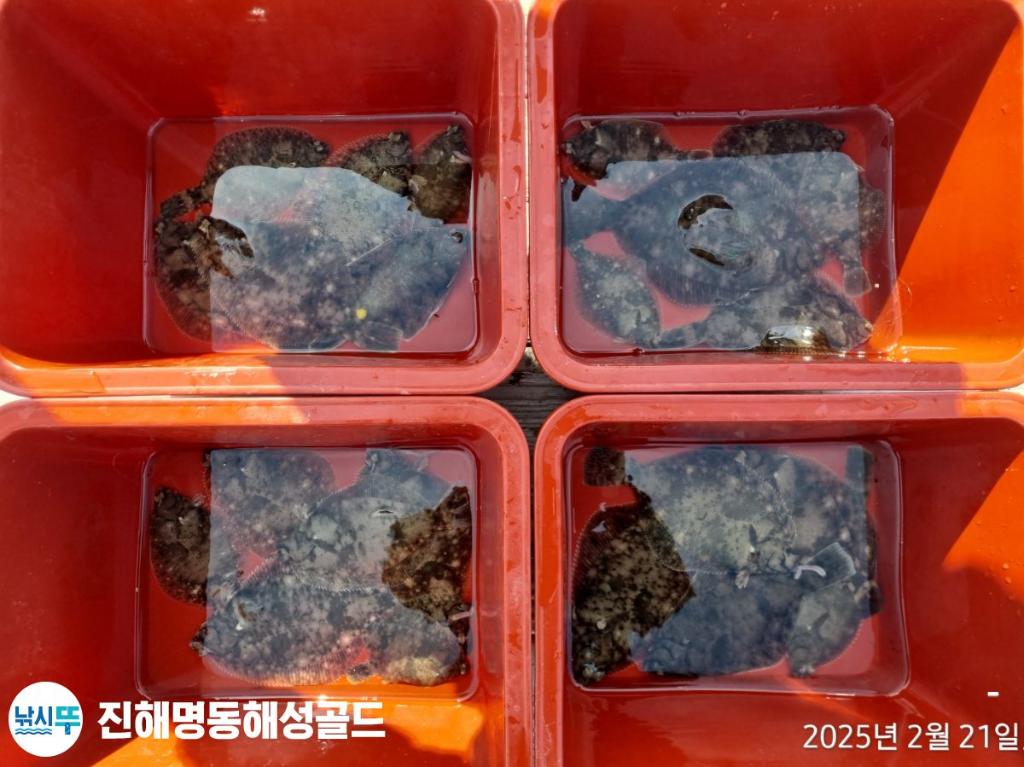 감성돔,도다리, 진해 명동해성골드, 낚시뚜