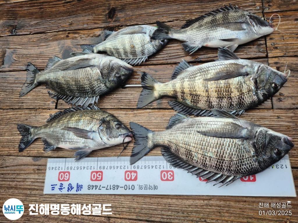 감성돔,도다리, 진해 명동해성골드, 낚시뚜