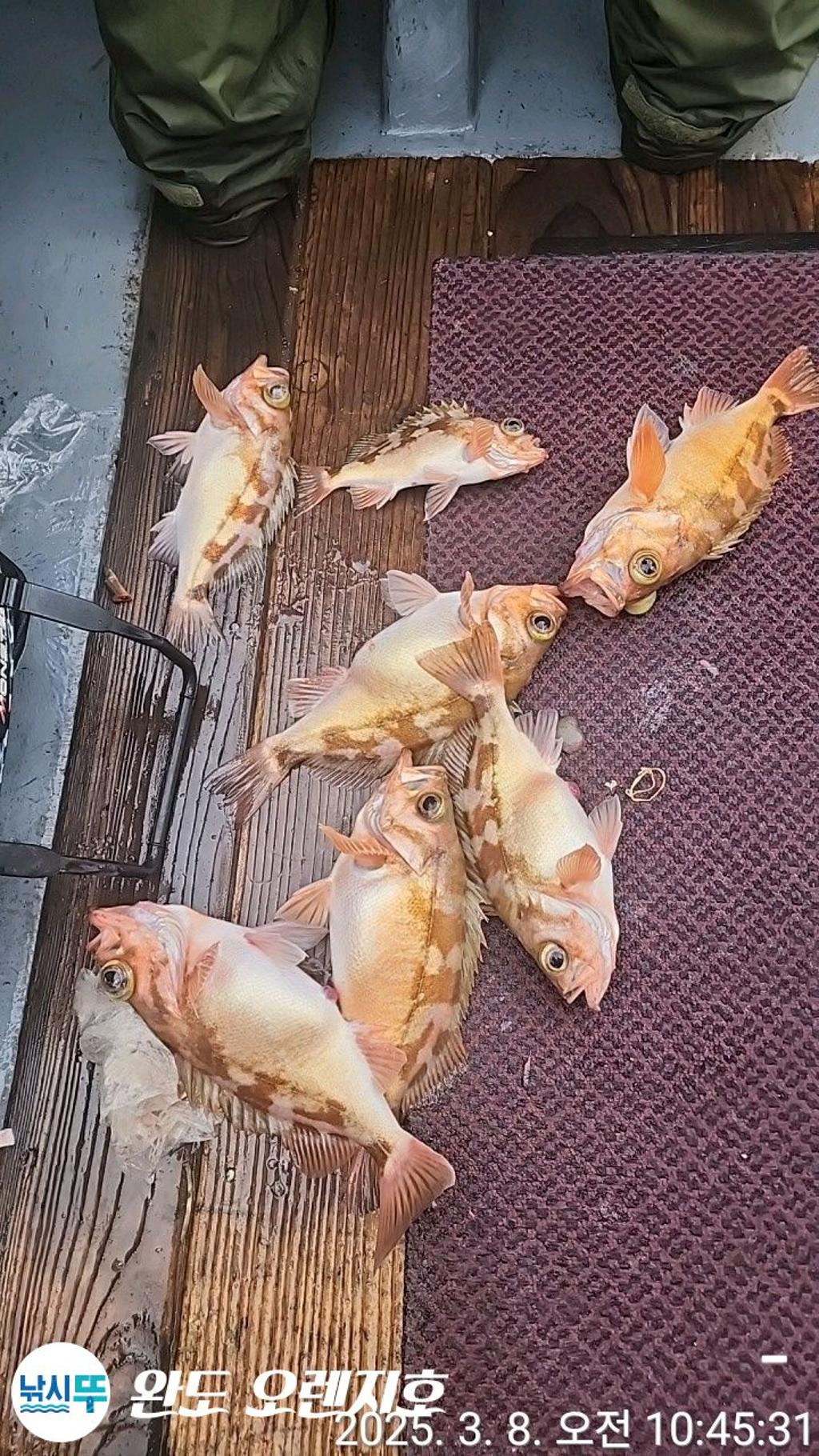 낚시뚜,열기,완도항,완도 오렌지호,낚시뚜8