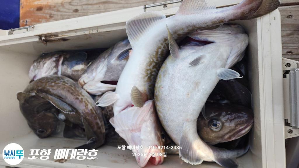 낚시뚜,대구,구룡포항,포항 베테랑호,낚시뚜9