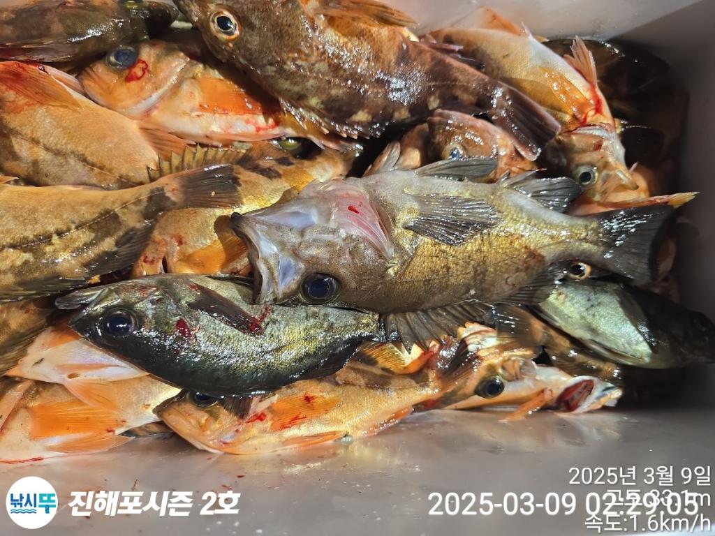 낚시뚜,볼락,열기,진해행암항,진해포시즌 2호,낚시뚜14