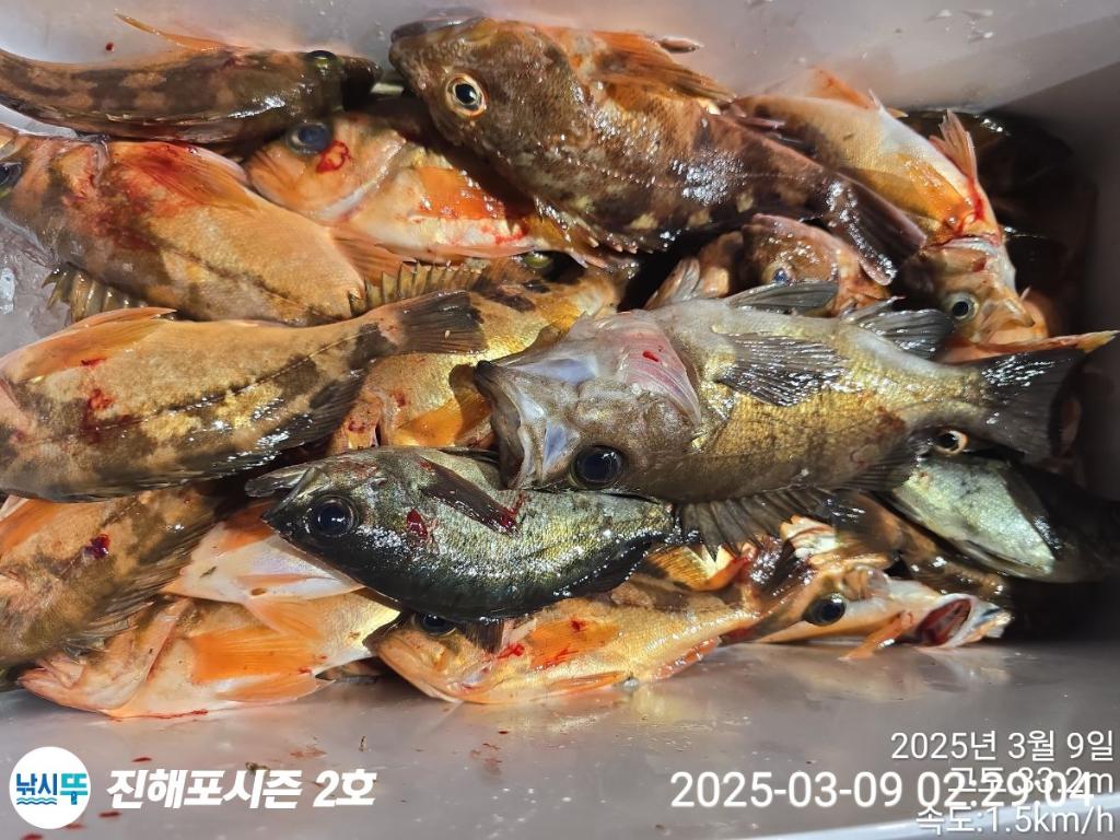 낚시뚜,볼락,열기,진해행암항,진해포시즌 2호,낚시뚜13