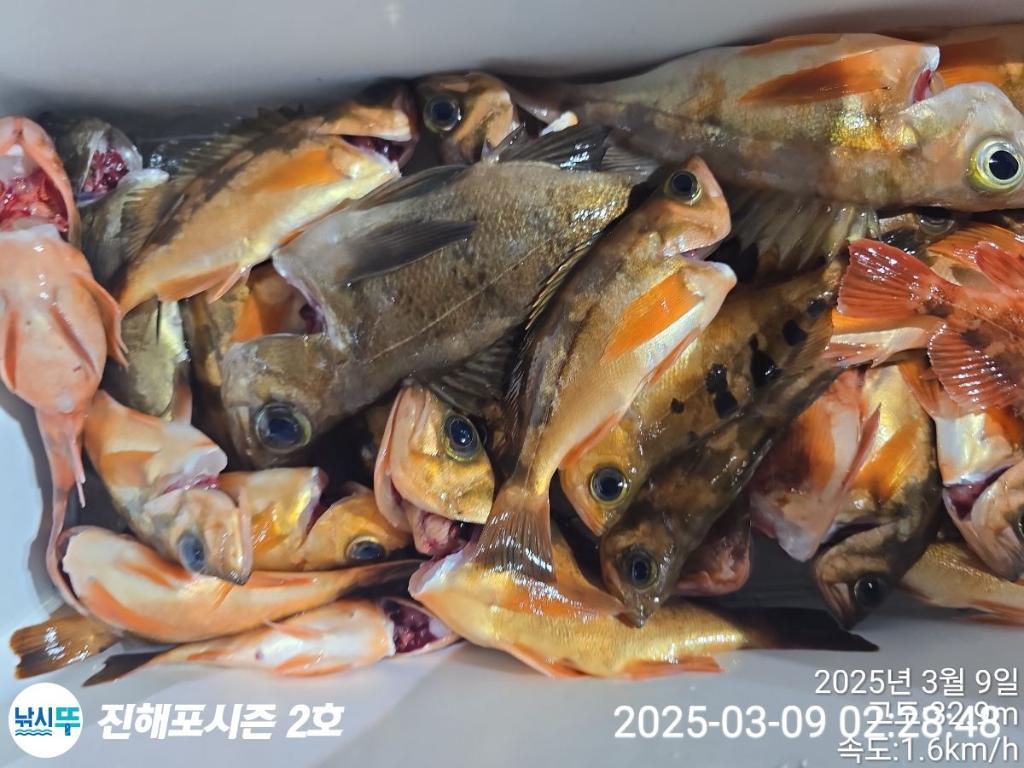 낚시뚜,볼락,열기,진해행암항,진해포시즌 2호,낚시뚜12