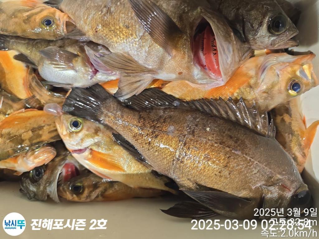 낚시뚜,볼락,열기,진해행암항,진해포시즌 2호,낚시뚜11
