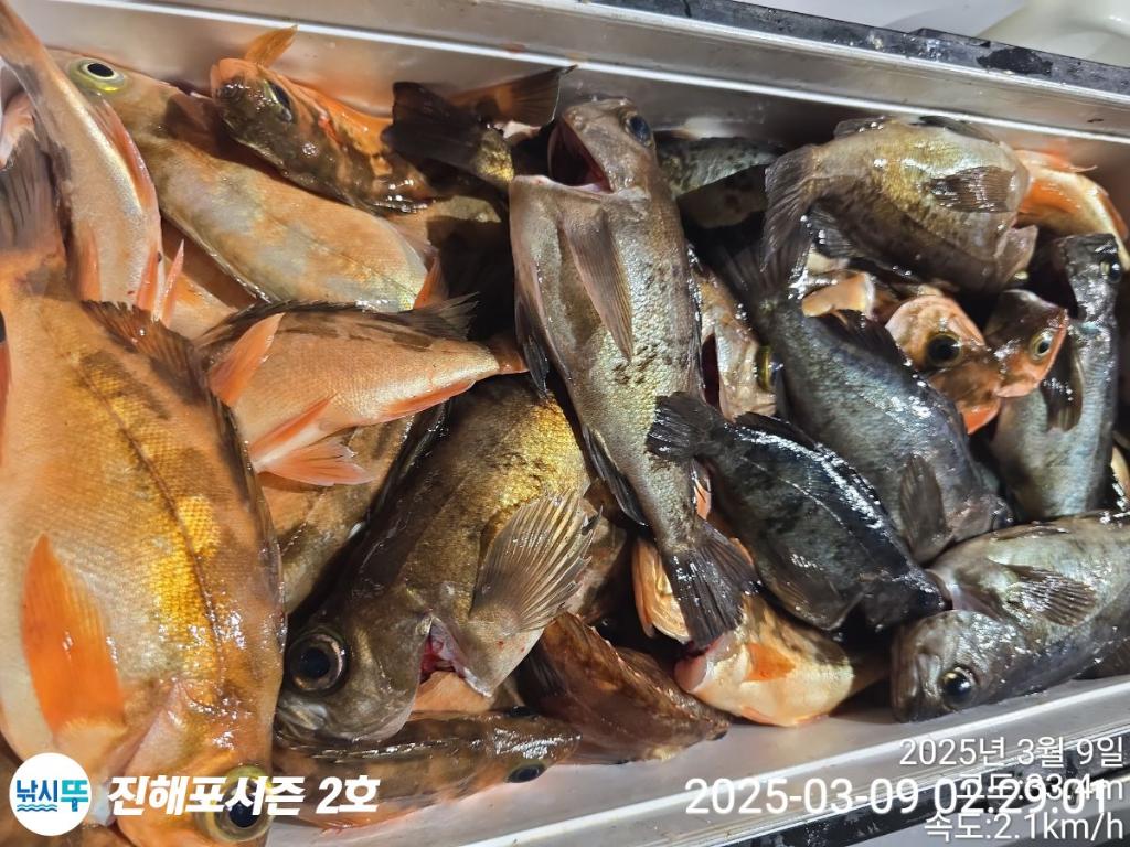 낚시뚜,볼락,열기,진해행암항,진해포시즌 2호,낚시뚜10