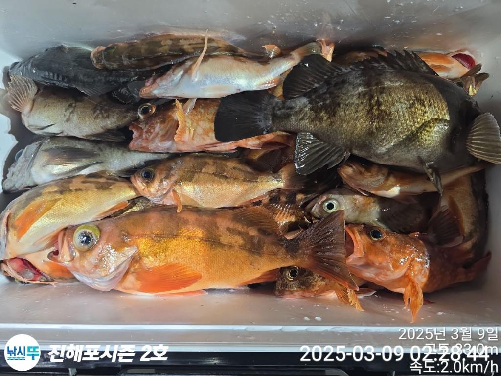 낚시뚜,볼락,열기,진해행암항,진해포시즌 2호,낚시뚜9