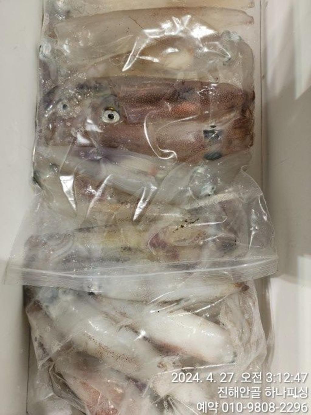 낚시뚜,한치,진해 안골항,진해 하나피싱,낚시뚜5