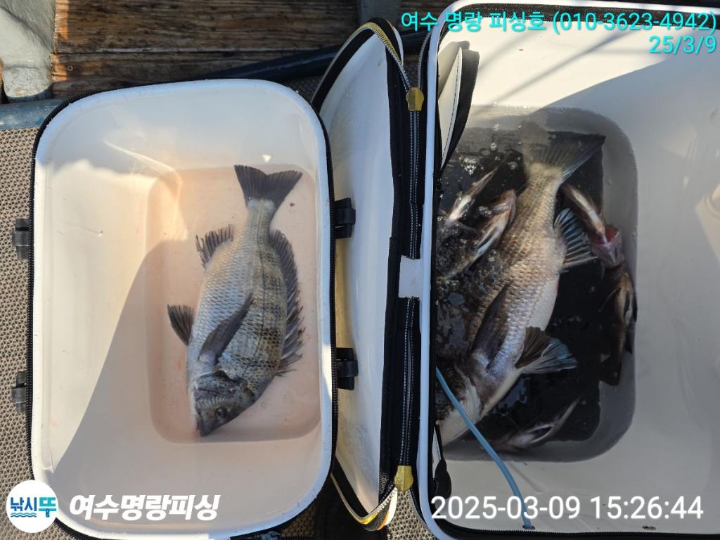 낚시뚜,감성돔,국동항,여수명랑피싱,낚시뚜4