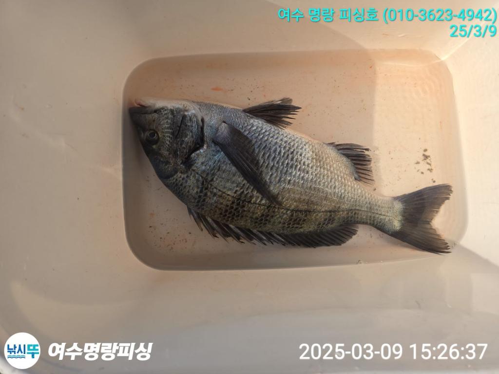 낚시뚜,감성돔,국동항,여수명랑피싱,낚시뚜3