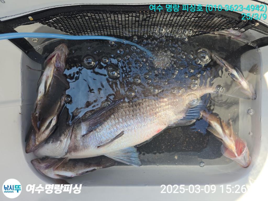 낚시뚜,감성돔,국동항,여수명랑피싱,낚시뚜2