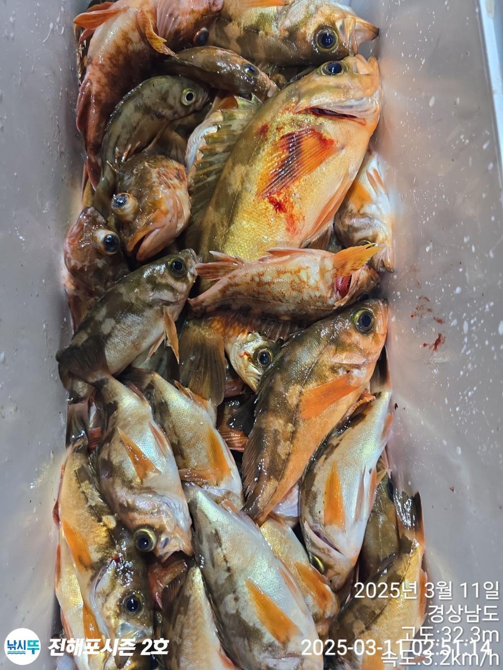 낚시뚜,볼락,열기,진해행암항,진해포시즌 2호,낚시뚜5