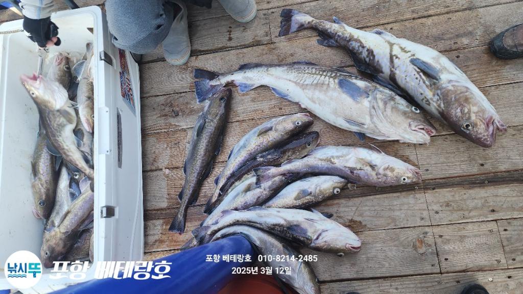 낚시뚜,대구,구룡포항,포항 베테랑호,낚시뚜8