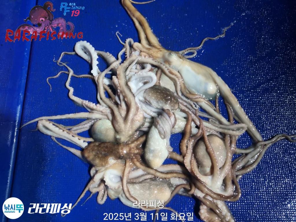 낚시뚜,낙지,속천항(진해),라라피싱,낚시뚜18