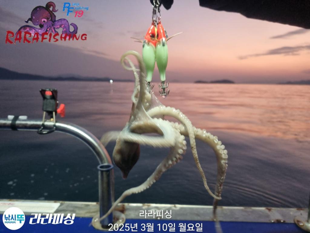 낚시뚜,낙지,속천항(진해),라라피싱,낚시뚜15