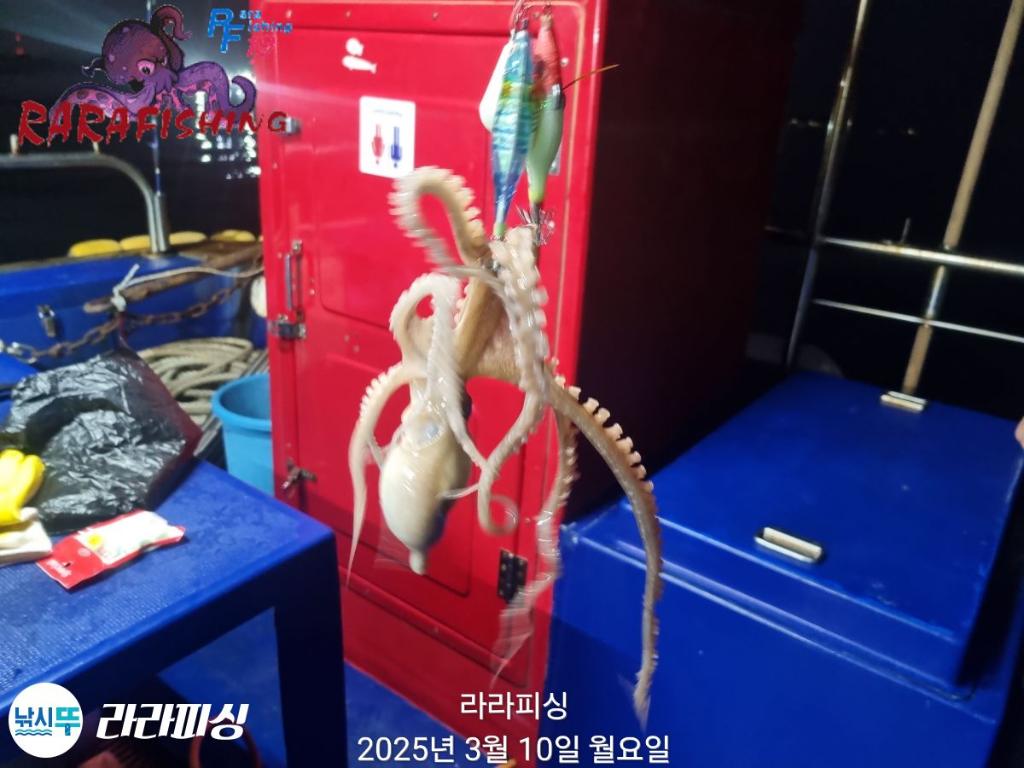 낚시뚜,낙지,속천항(진해),라라피싱,낚시뚜13