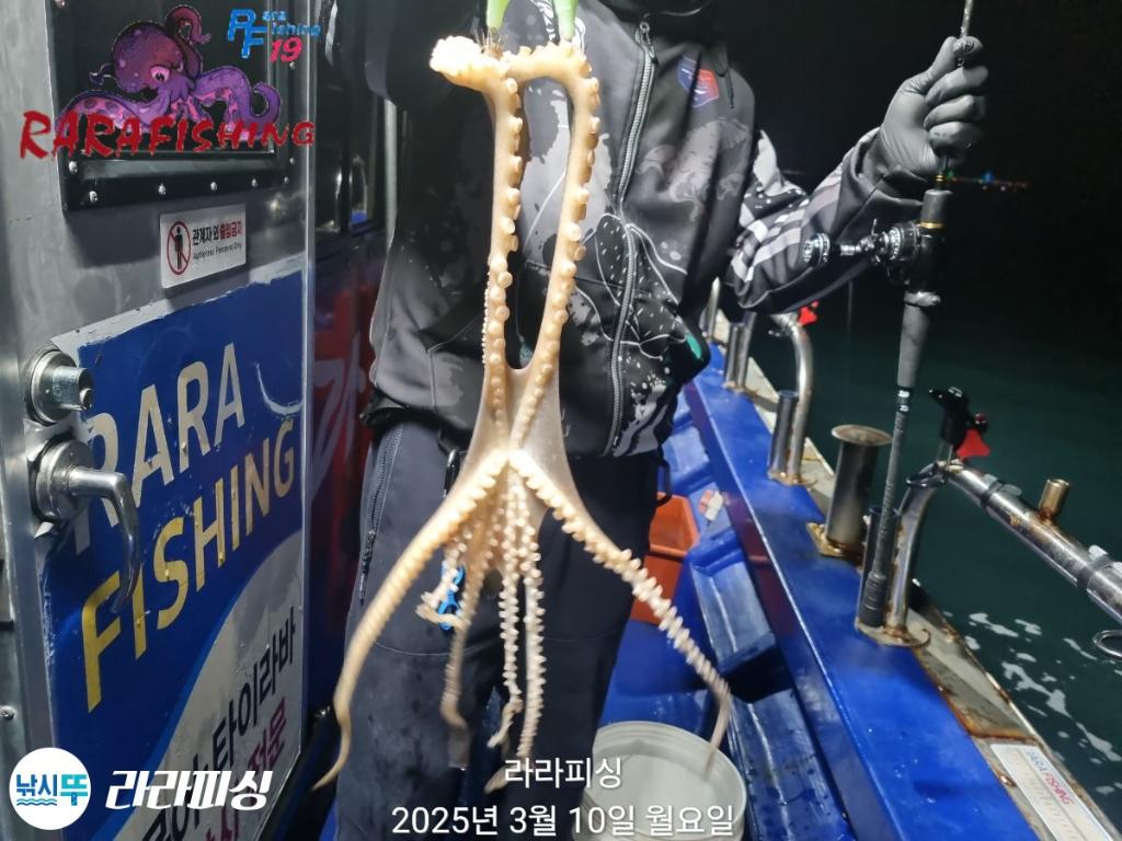낚시뚜,낙지,속천항(진해),라라피싱,낚시뚜12