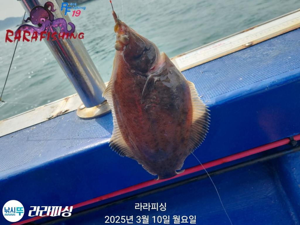 낚시뚜,도다리,속천항(진해),라라피싱,낚시뚜5