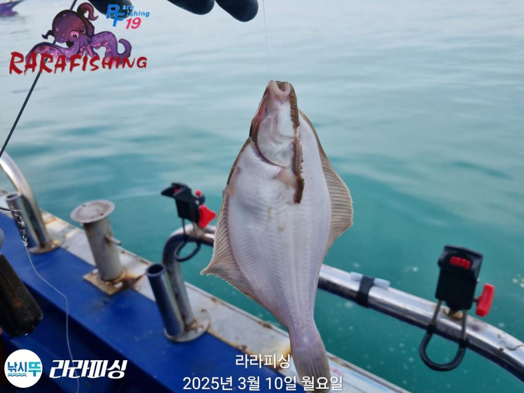 낚시뚜,도다리,속천항(진해),라라피싱,낚시뚜4
