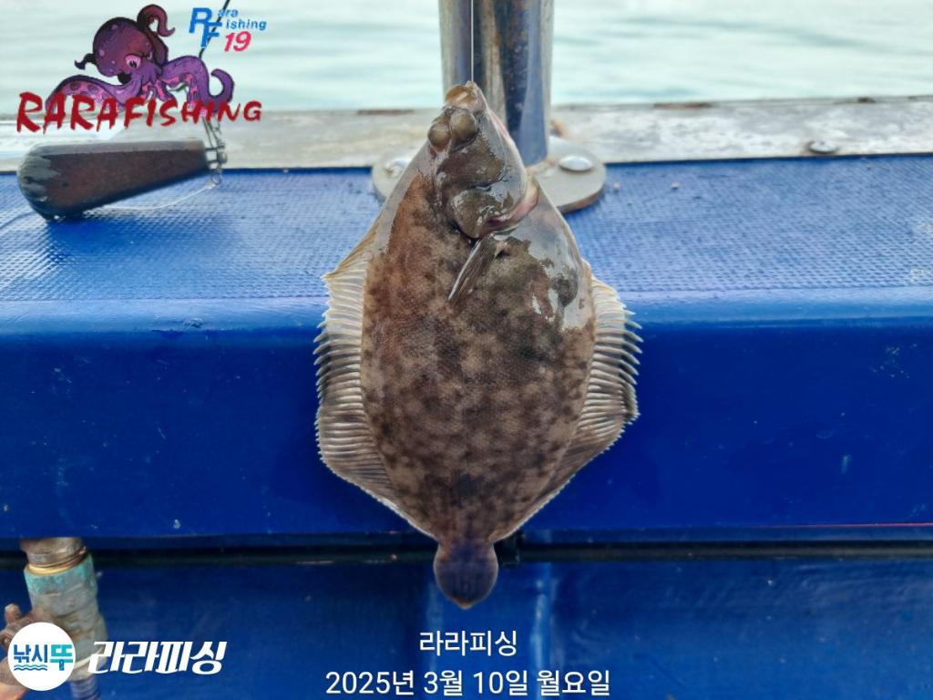 낚시뚜,도다리,속천항(진해),라라피싱,낚시뚜3