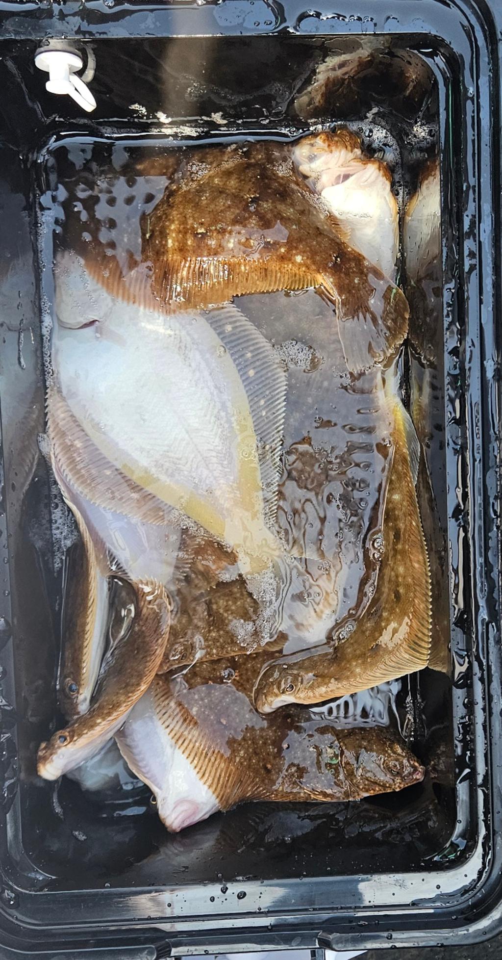 F2641708YA.jpg