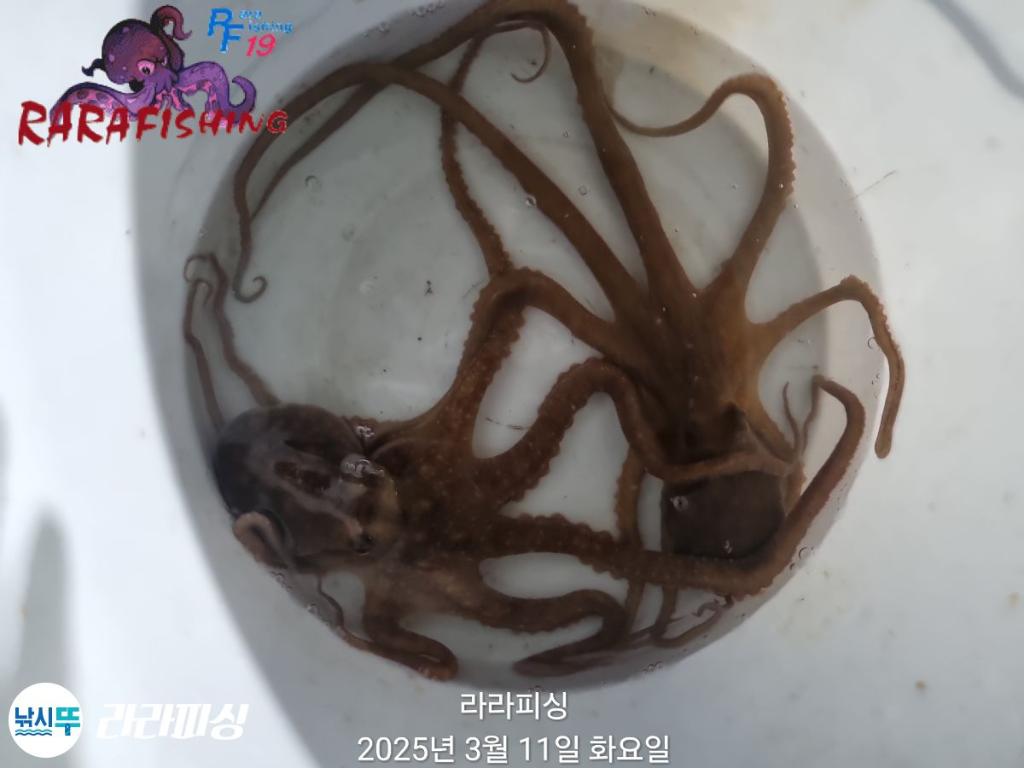 낚시뚜,낙지,속천항(진해),라라피싱,낚시뚜18