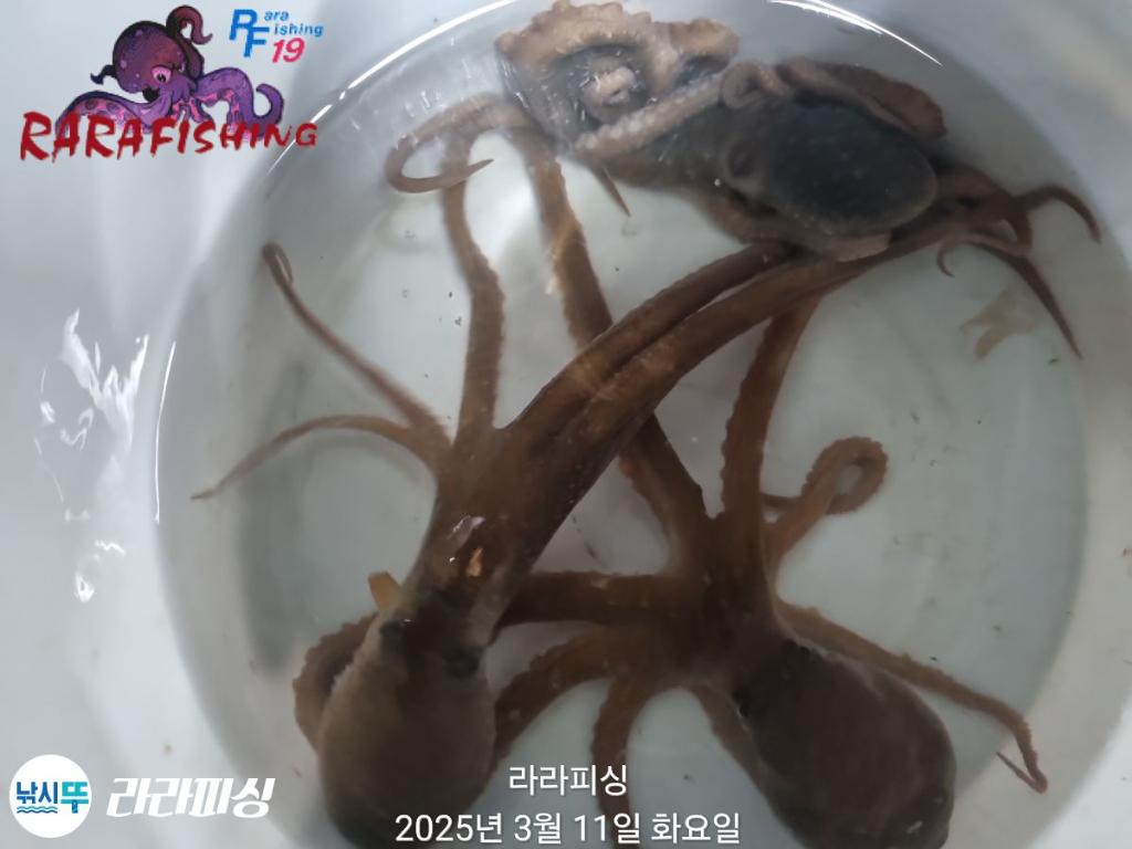 낚시뚜,낙지,속천항(진해),라라피싱,낚시뚜17
