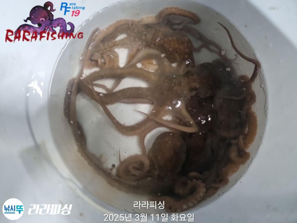 낚시뚜,낙지,속천항(진해),라라피싱,낚시뚜16