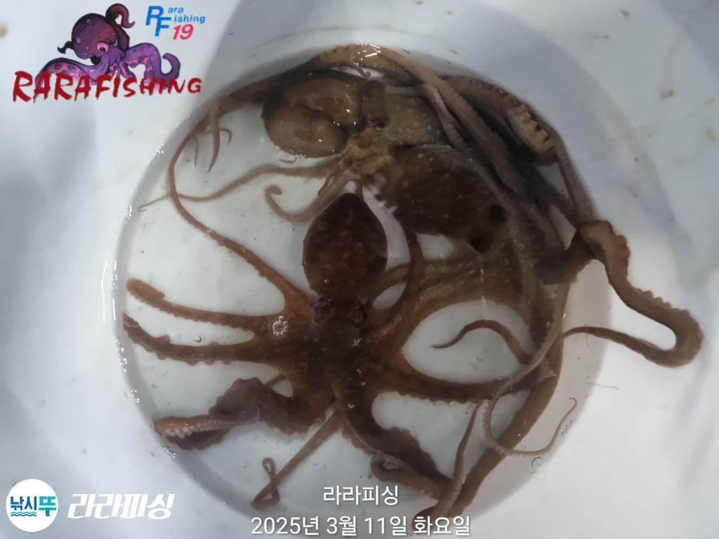 낚시뚜,낙지,속천항(진해),라라피싱,낚시뚜15