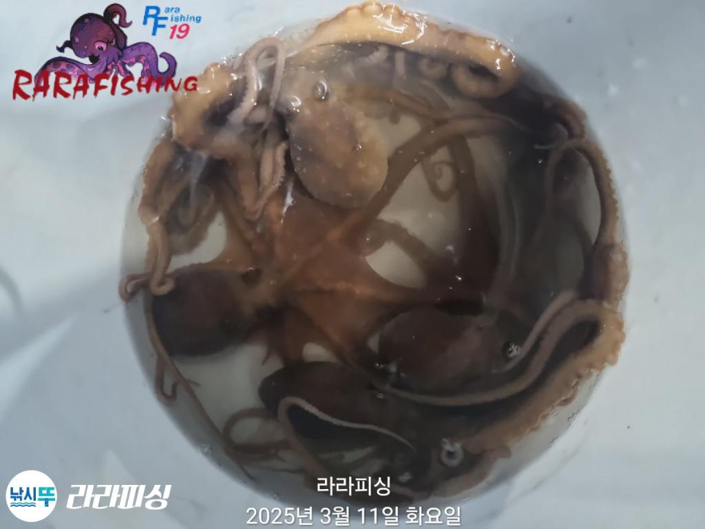 낚시뚜,낙지,속천항(진해),라라피싱,낚시뚜14