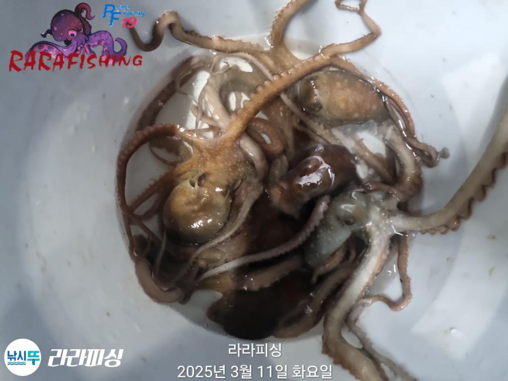 낚시뚜,낙지,속천항(진해),라라피싱,낚시뚜13