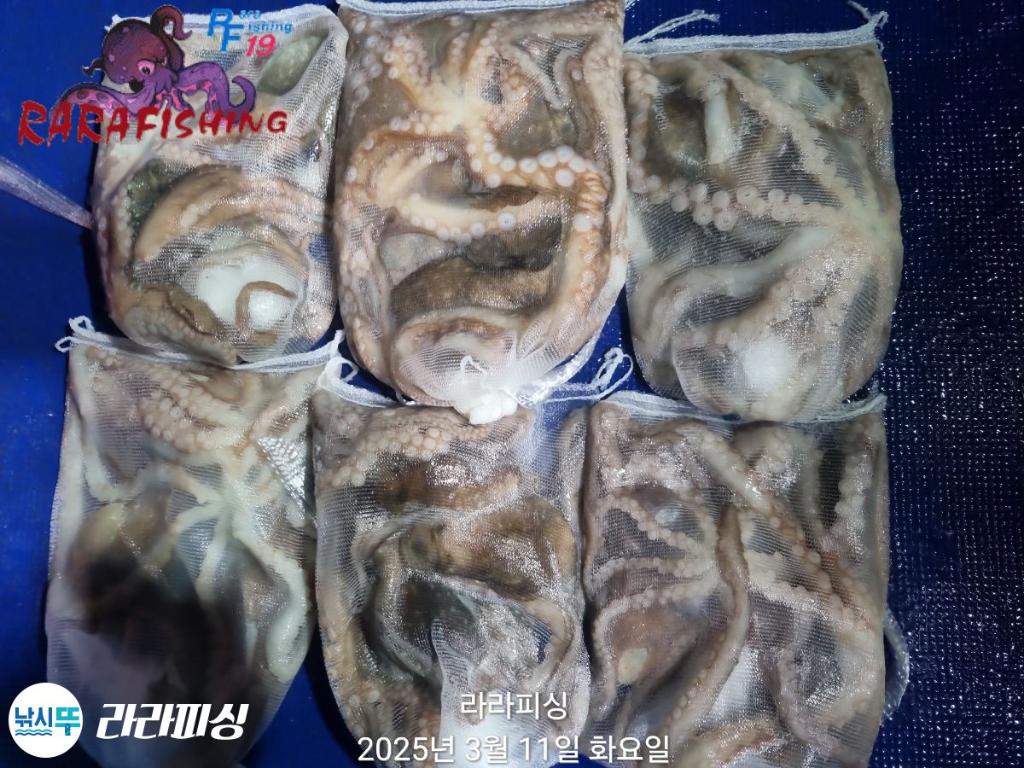낚시뚜,낙지,속천항(진해),라라피싱,낚시뚜17