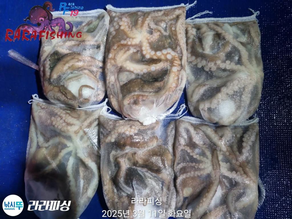 낚시뚜,낙지,속천항(진해),라라피싱,낚시뚜16