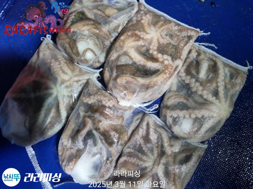 낚시뚜,낙지,속천항(진해),라라피싱,낚시뚜15