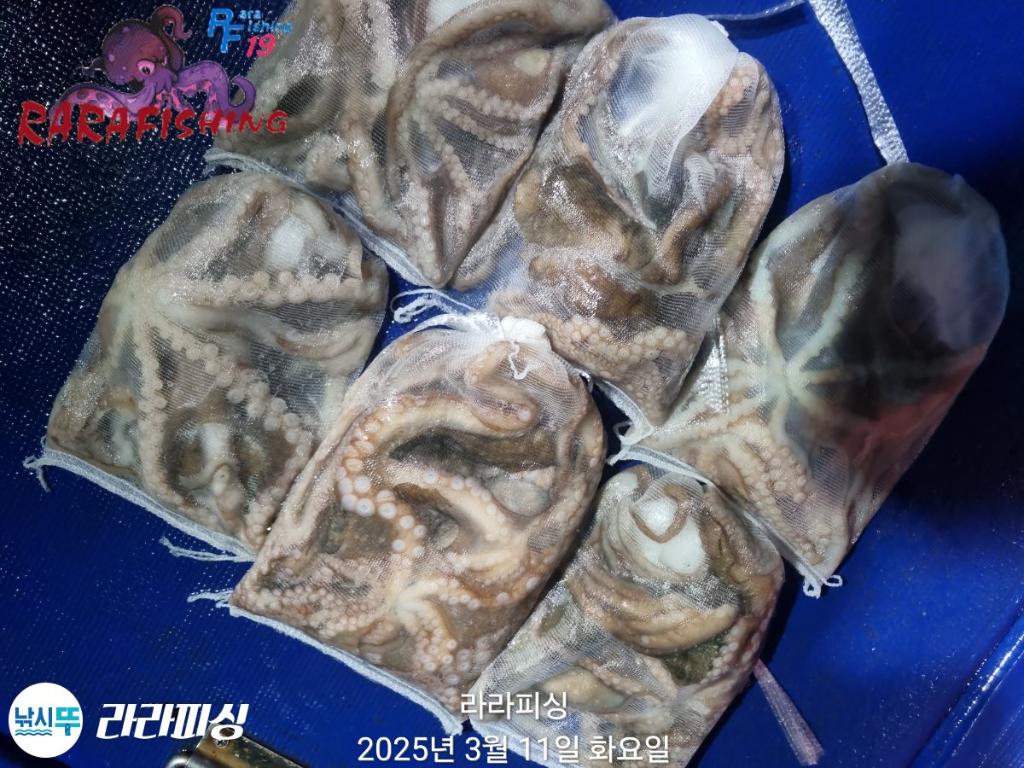 낚시뚜,낙지,속천항(진해),라라피싱,낚시뚜14